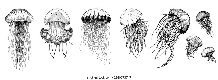 Jellyfish sketch set. Hand drawn vector illustration. Sea jellyfish collection. Design elements. Engraved style.