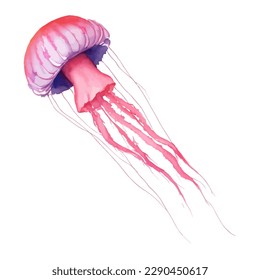 jellyfish with style hand drawn digital painting illustration