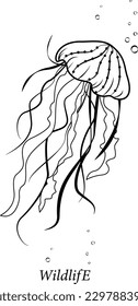 jellyfish in the style of a line drawing with the inscription "wild life".Vector drawing of marine fauna.Illustration of a stylized jellyfish in doodle style.
