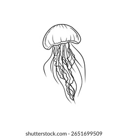 Jellyfish swimming drawing in n black isolated on white background, Hand drawn vector sketch illustration in doodle engraved vintage line art style. Marine wild underwater sea animal