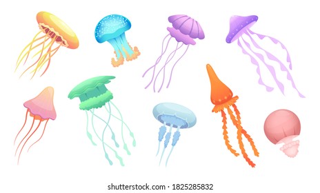 Jellyfish. Underwater wild animals beautiful colored group of jellyfishes vector