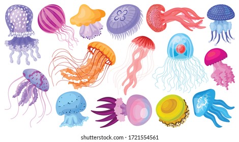 Jellyfish vector cartoon icon. Isolated cartoon set icon medusa.Vector illustration jellyfish on white background .