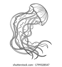 
Jellyfish, vector element, line graphic