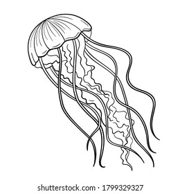 Jellyfish, vector element, line graphic
