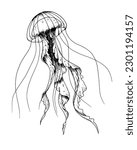 Jellyfish. Vector hand drawn illustration of Jelly Fish on isolated background in outline style. Drawing of sea animal. Engraving of undersea fish painted by black ink for icon or logo. Linear sketch.