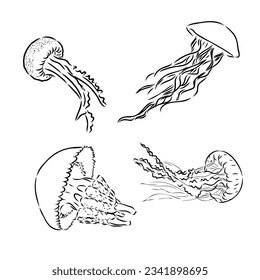 Jellyfish. Vector hand drawn illustration of Jelly Fish on isolated background in outline style. Drawing of sea animal. Engraving of undersea fish painted by black ink for icon or logo. Linear sketch.