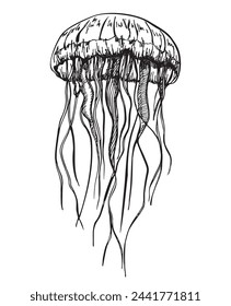 Jellyfish. Vector hand drawn illustration of Jelly Fish on isolated background. Drawing of sea animal. Marine life, sea animals. Sea collection. Sketch vector illustration.