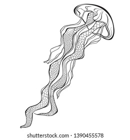 Jellyfish. Vector hand-drawn illustration on a white background. Isolated element for design.
