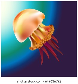 Jellyfish Vector illustration