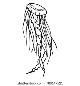 Jellyfish vector illustration background. Doodle style. Design, print, decor, textile, paper