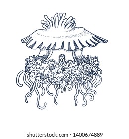 jellyfish, vector illustration, hand drawing ,isolated on white background