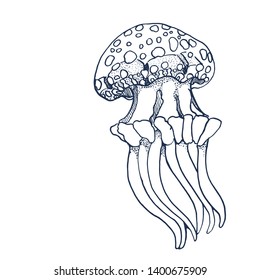 jellyfish, vector illustration, hand drawing ,isolated on white background