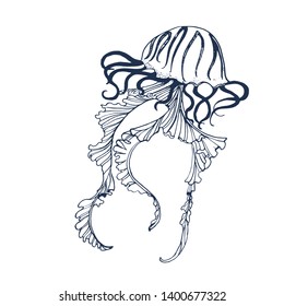 jellyfish, vector illustration, hand drawing ,isolated on white background