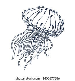 jellyfish, vector illustration, hand drawing ,isolated on white background