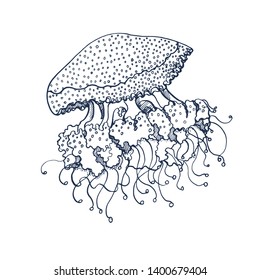 jellyfish, vector illustration, hand drawing ,isolated on white background