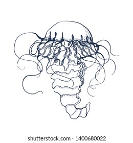jellyfish, vector illustration, hand drawing ,isolated on white background
