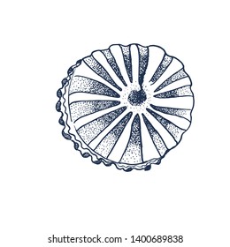 jellyfish, vector illustration, hand drawing ,isolated on white background