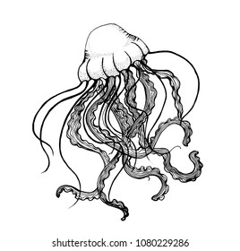 jellyfish, vector illustration isolated on white background, ink, hand drawing