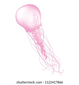 Jellyfish Vector Illustration in Realism Style, Vector Illustration. 