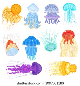 Jellyfish vector ocean jelly-fish and underwater nettle-fish illustration set of jellylike glowing medusa in sea isolated on white background