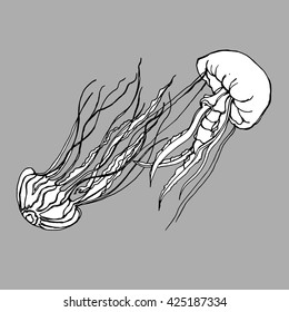 jellyfish vector sea water ocean blue underwater marine nature