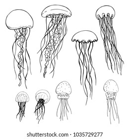 Jellyfish. Vector sketch  illustration.