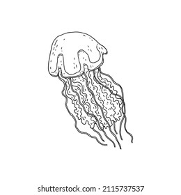 Jellyfish. Vector wild ocean animal underwater life doodle black white line isolated illustration.