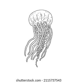 Jellyfish. Vector wild ocean animal underwater life doodle black white line isolated illustration.