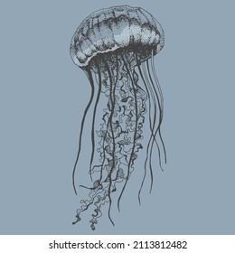  jellyfish in water realistic drawing illustration for ocean