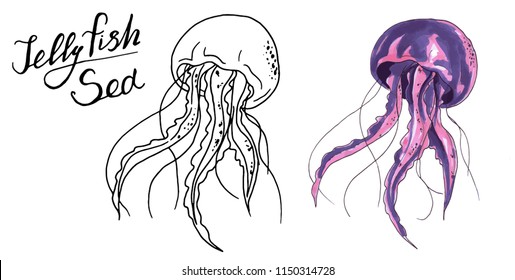 Jellyfish watercolor and black and white vector illustration. Medusa painting isolated on white background, colorful tattoo design. Jelly fish illustration. black and white jelly fish