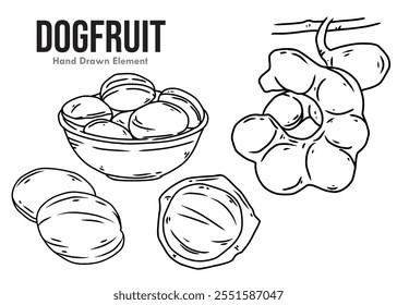 Jengkol hand drawn vector black ink sketch on white background. Typical Asian food, strong smelling, food ingredients