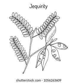 Jequirity (Abrus precatorius), or crab eye creeper, rosary pea, precatory bean, prayer bead, red-bead vine, country licorice, medicinal plant. Hand drawn botanical vector illustration