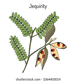 Jequirity (Abrus precatorius), or crab eye creeper, rosary pea, precatory bean, prayer bead, red-bead vine, country licorice, medicinal plant. Hand drawn botanical vector illustration