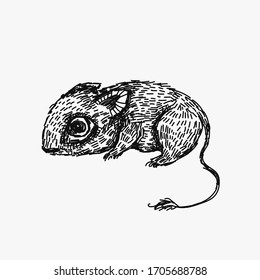 Jerboa or mouse or hamster. Ink digital illustration. Hand drawn animal. Isolated from background. 