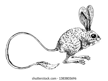 Jerboa, vector illustration, isolated. Hand drawn black sketch.