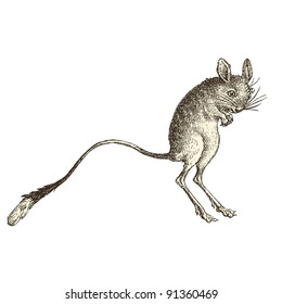 Jerboa - vintage engraved illustration - "Histoire naturelle" by Buffon and Lacepe  ed. Alfred Mame - Tours 1881