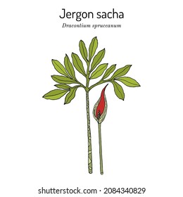 Jergon sacha (Dracontium spruceanum), medicinal plant. Hand drawn botanical vector illustration