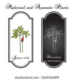 Jergon sacha (Dracontium spruceanum), medicinal plant. Hand drawn botanical vector illustration