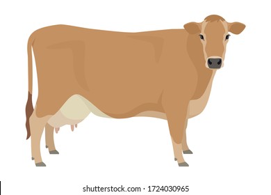 Jersey cattle Flat vector illustration Isolated object on white background set