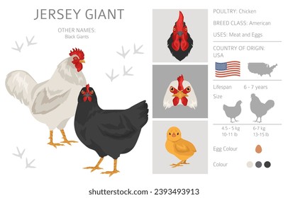 Jersey Giant Chicken breeds clipart. Poultry and farm animals. Different colors set.  Vector illustration