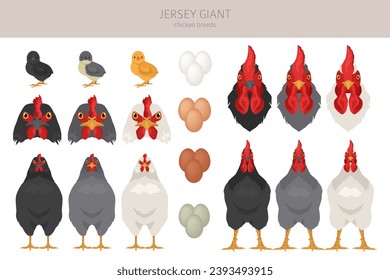 Jersey Giant Chicken breeds clipart. Poultry and farm animals. Different colors set.  Vector illustration