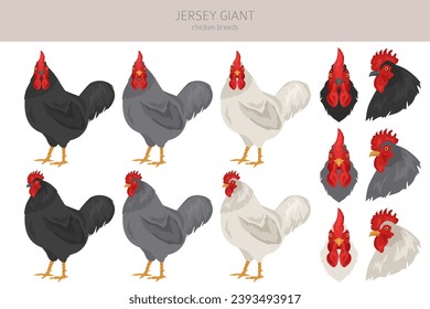 Jersey Giant Chicken breeds clipart. Poultry and farm animals. Different colors set.  Vector illustration