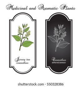 Jersey tea ceanothus (Ceanothus americanus), or red root, mountainsweet, wild snowball. Hand drawn botanical vector illustration