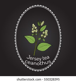 Jersey tea ceanothus (Ceanothus americanus), or red root, mountainsweet, wild snowball. Hand drawn botanical vector illustration