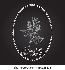 Jersey tea ceanothus (Ceanothus americanus), or red root, mountainsweet, wild snowball. Hand drawn botanical vector illustration