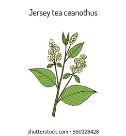 Jersey tea ceanothus (Ceanothus americanus), or red root, mountainsweet, wild snowball. Hand drawn botanical vector illustration