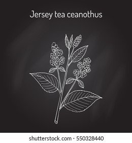 Jersey tea ceanothus (Ceanothus americanus), or red root, mountainsweet, wild snowball. Hand drawn botanical vector illustration