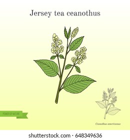 Jersey tea ceanothus (Ceanothus americanus), or red root, mountainsweet, wild snowball. Hand drawn botanical vector illustration