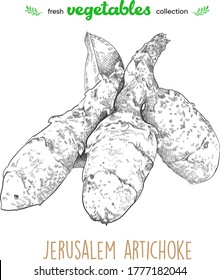 Alcachofa de Jerusalén. Dibujo de línea detallado. Verduras vectoriales. Colección de verduras frescas.