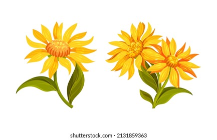 Jerusalem artichoke flowers set. Sunroot, sunchoke or topinambour blooming plant cartoon vector illustration